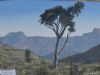 "Cabbage Tree"