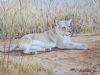 "Miniature- Lioness"