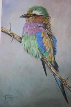 "Lilac Breasted Roller"