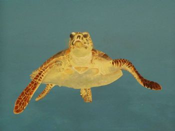 "Turtles"