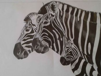 "Zebra Family"