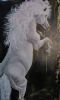 "White Horse Rearing Up"