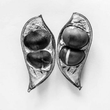 "Seed Pod"