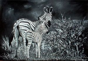 "Zebras"