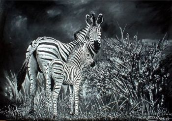 "Zebras"