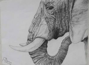 "Elephant "