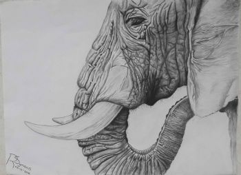 "Elephant "