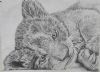 "Lion cub"