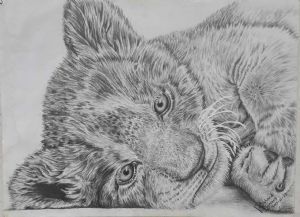 "Lion cub"