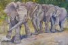 "Baby Elephant Club"