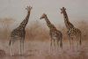"Giraffe's"