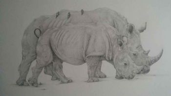 "Grazing Rinos "