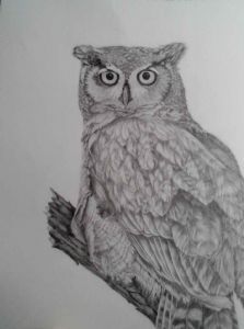 "Scouting Owl"