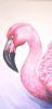 "Flamingo"