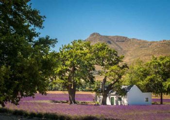"Lavender Fields and Oak Trees"