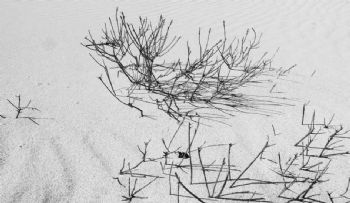 "Shrub on Sand Dune"