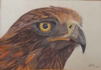 "Golden Eagle"