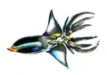"Alien Squid"