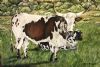 "Nguni"