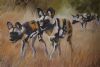 "African Wild Dogs"