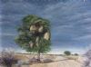 "Daai Boom (That Tree)"