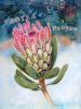 "Big Pink Protea 1"