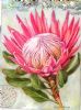 "Pink King Protea, with Detail in Background V"