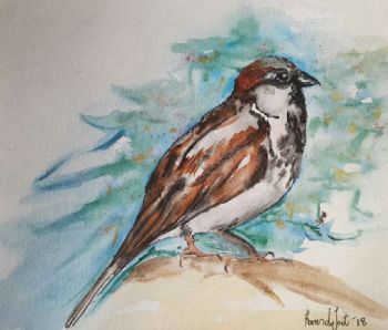 "House Sparrow"