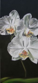 "Orchids"