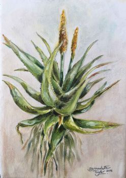 "Aloe Africana - Uitenhage Aloe"