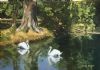 "Swans at Irene Dairy Farm"