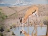 "The World of the Springbok"