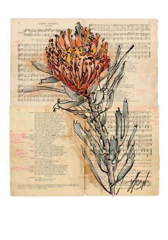 "Latent Vestiges - Protea"