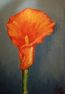 "Single Orange Calla Lily"