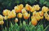 "Tulips"