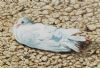 "Stoned Dove"