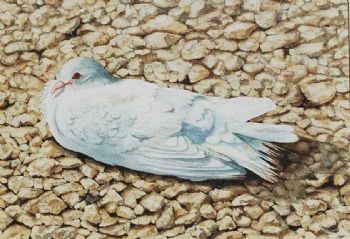 "Stoned Dove"