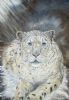 "Snow Leopard Original Oil SOLD"