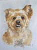 "Yorkie Portrait"