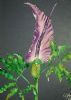 "Dragon Lily"