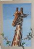 "Giraffe"