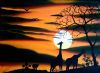 "Wild Life"