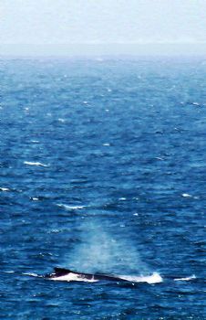 "Whale Watching"