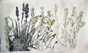 "Fynbos landscape with Aristea"