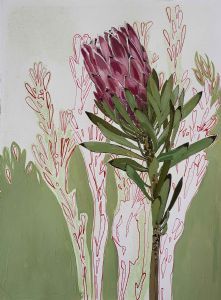 "Protea monotype, 'Provider' "