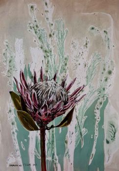 "Protea monotype, 'Grace'"