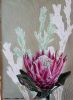 "Protea monotype, 'Fullness'"