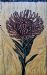 Finest Crown (Pincushion Flower)