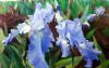 Irises