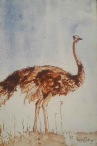 "Karoo Ostrich"